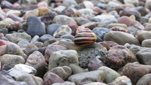 stones snail shell
