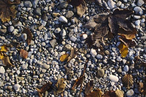 stones leaves autumn