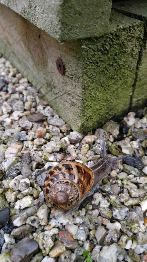 stones wood snail