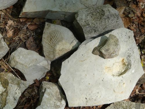 stones lime fossils