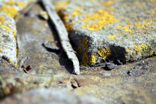 stones lichen rock