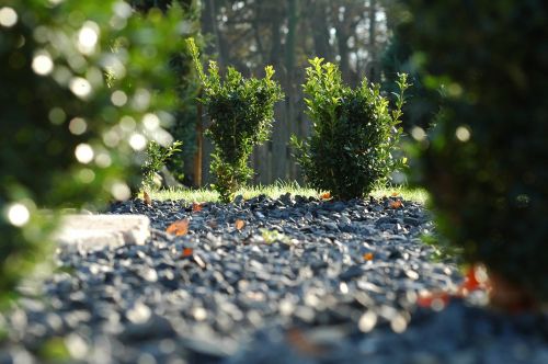 stones boxwood landscape