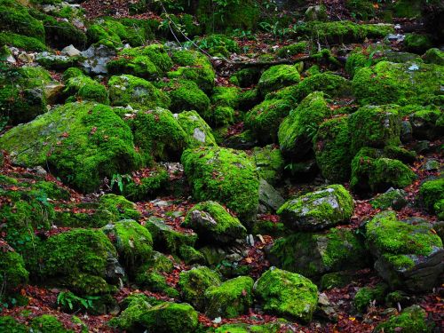 stones bemoost green