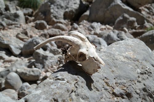 stones skull skeleton