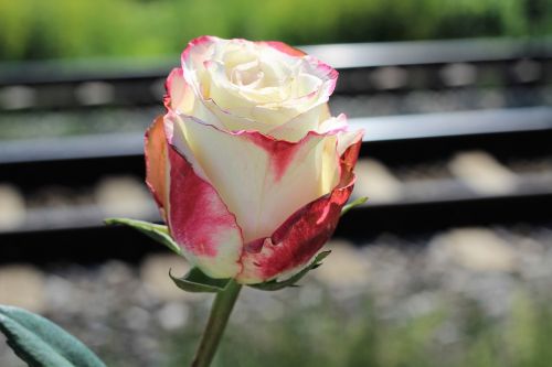 stop teenager suicide white red rose railway