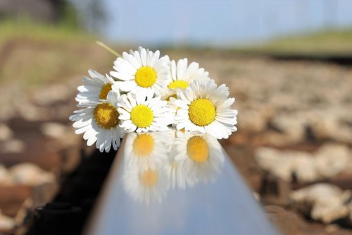 stop youth suicide  daisy bouquet on railway  tragedy