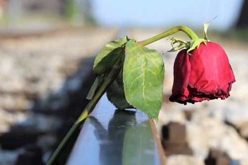 stop youth suicide  sad red rose  in pain