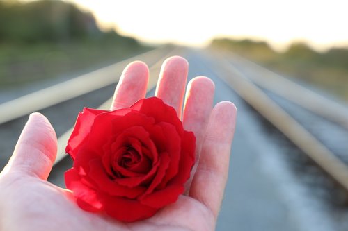stop youth suicide  red rose in hand  railway