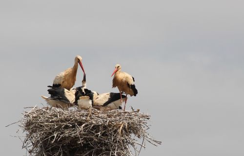 storchennest storks rattle stork