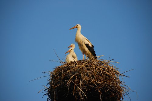 storchennest  stork  rattle stork