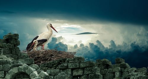 stork nest bird