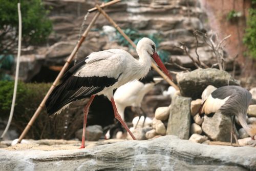 stork new animal