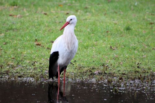 stork rattle stork zoo