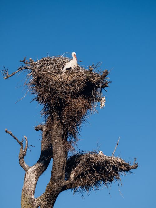 unfortunately nest birds