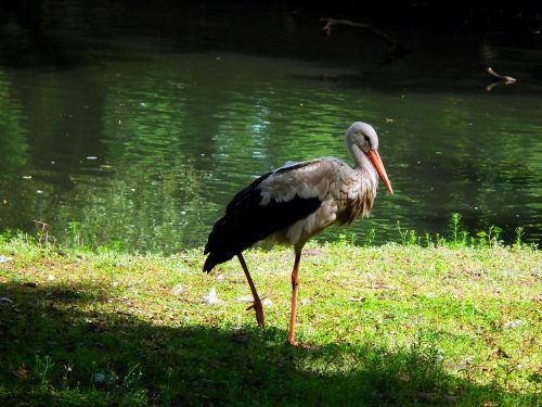 stork nature white stork