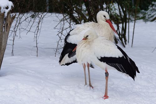 stork white stork eastern