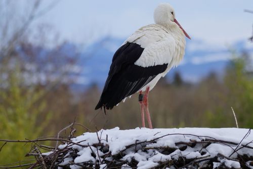 stork white stork eastern