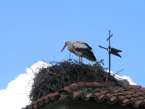 stork white stork birds