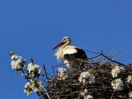 stork spring bird