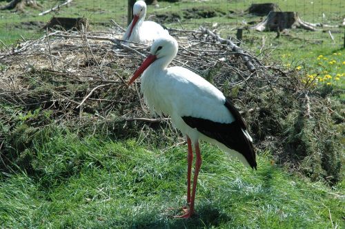 stork wildlife park poing