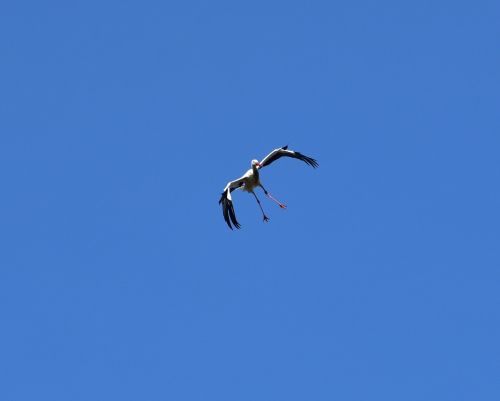 stork sky fly