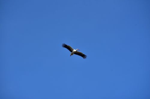 stork sky fly