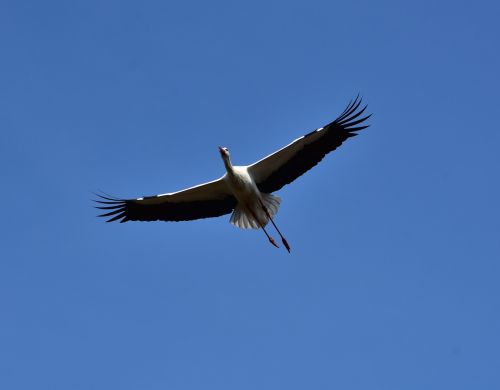 stork sky fly