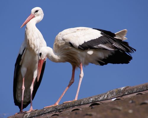 stork bird birds