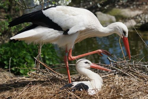 stork adebar white stork