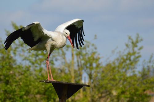 stork fly landing