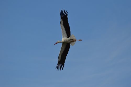 stork fly elegant