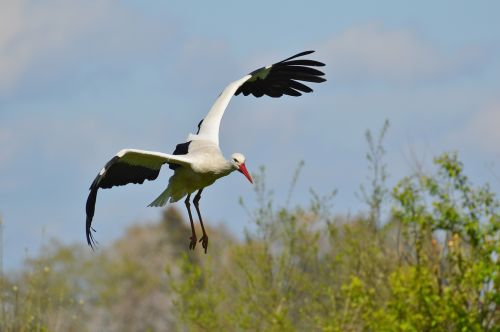 stork fly elegant