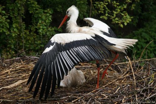 stork white stork rain