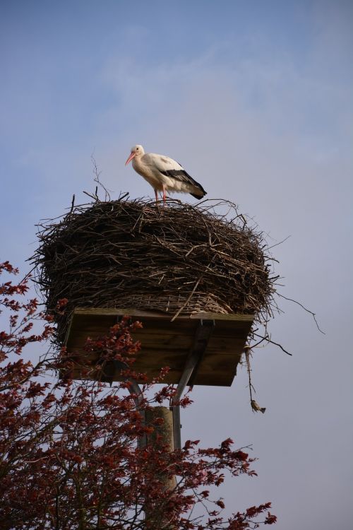 stork storchennest rattle stork