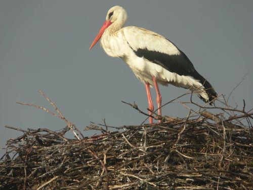 stork sunny blue