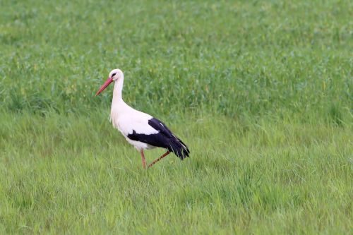 stork meadow foraging