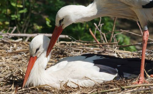 stork scrim white stork