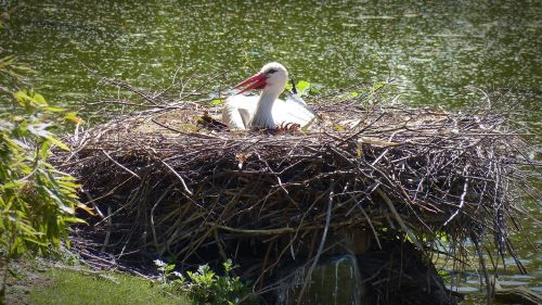 stork storchennest bird