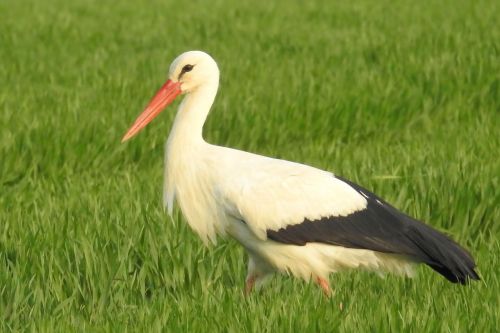stork meadow foraging