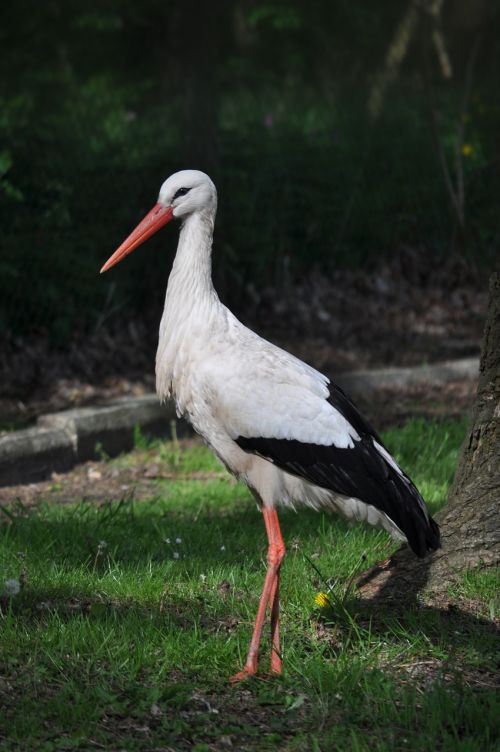 stork animal portrait bird