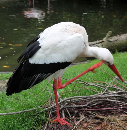 stork nature bird