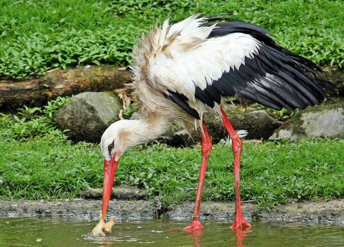 stork bird animal
