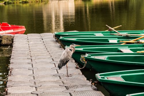 grey heron boats nature