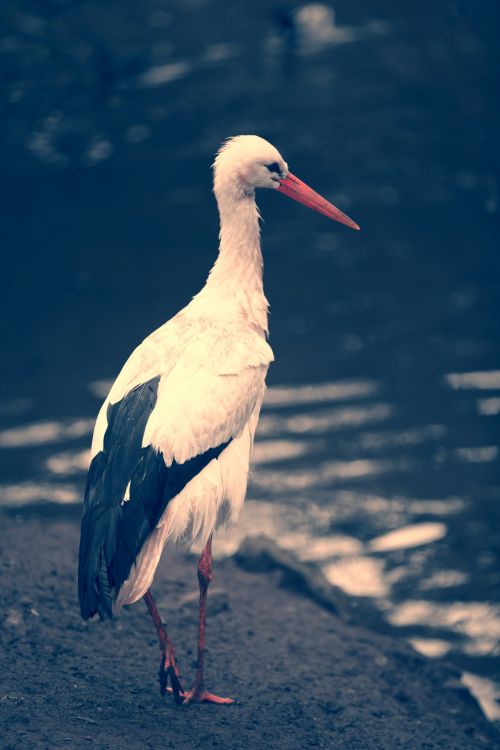 Stork