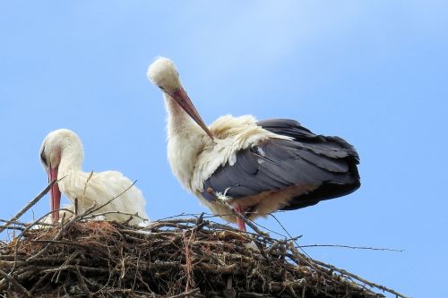 stork stork couple nest