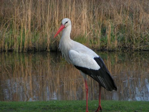 stork bird nature