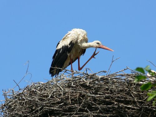 stork nest wild