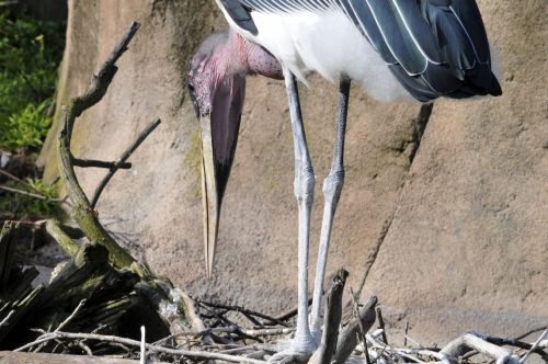 Stork