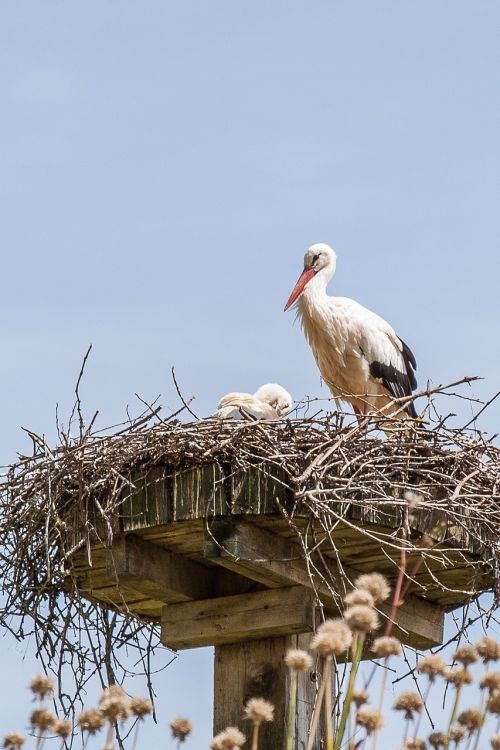 stork nest storchennest