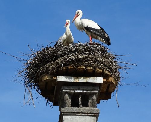 stork nest bird